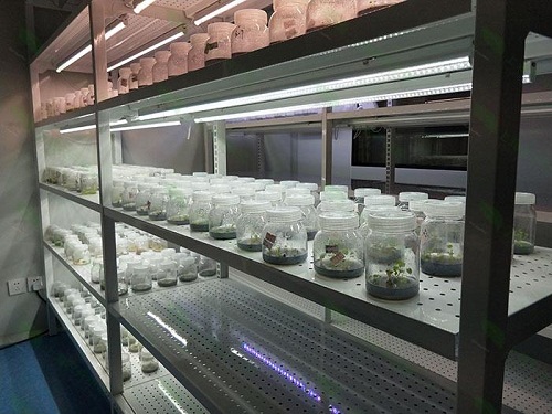 忻城植物组织培养实验室设计建设方案